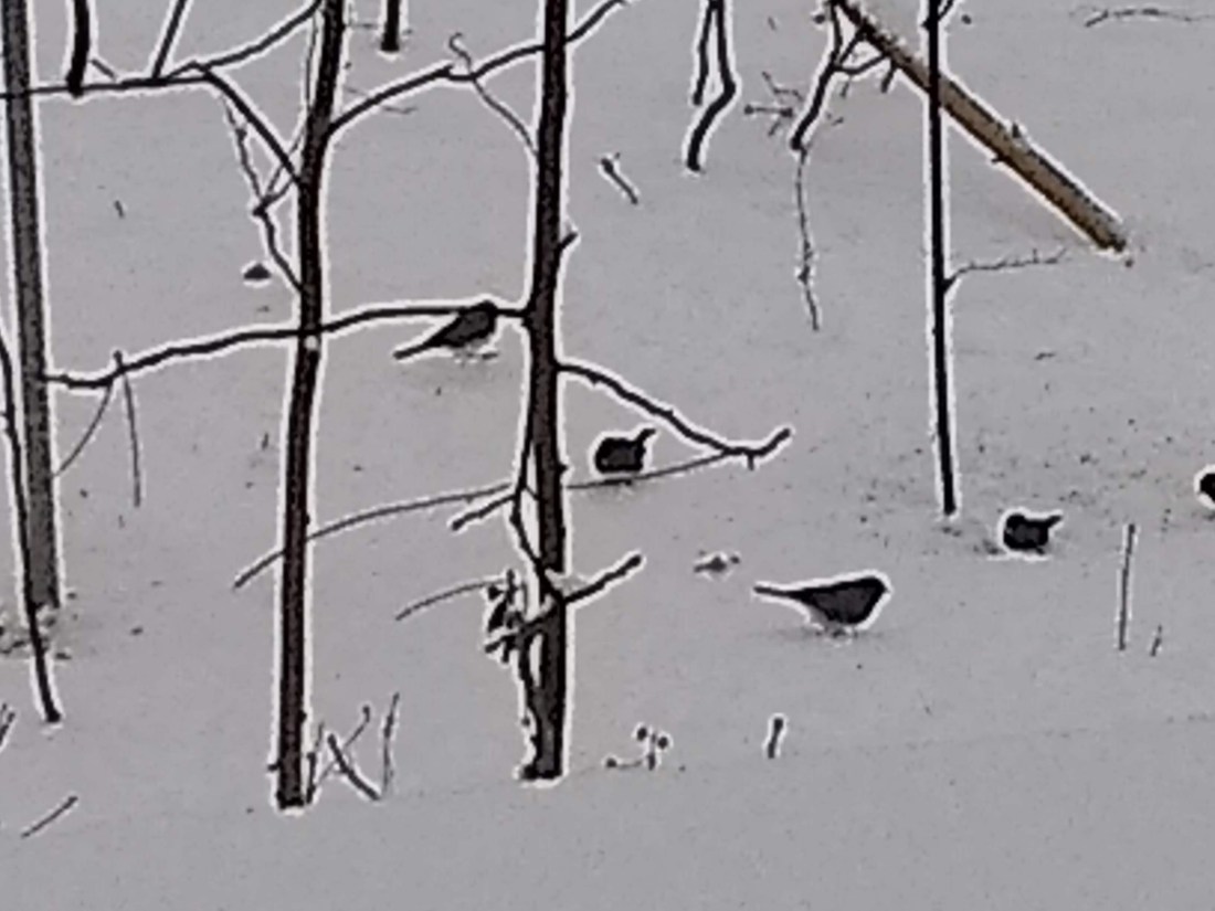 IMG_20190113_090312969