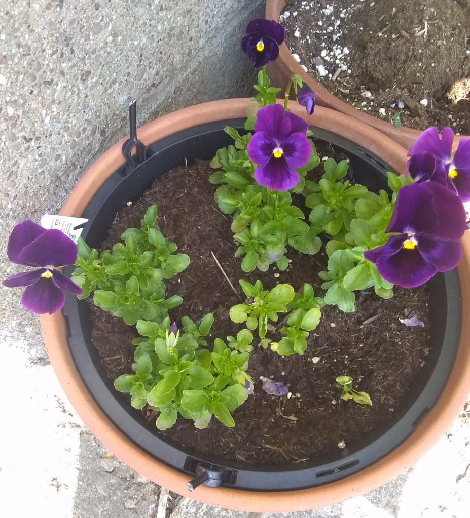 When I woke up in the middle of the night, three deer were cuddled together in our front yard. But so far they haven't re-attacked the pansies. Look at what's happening!! And in the photo you can see the pot beside this one, planted with the same type of pansies and decimated by the deer in the same way, hasn't grown back at all. The mystery of resilience...